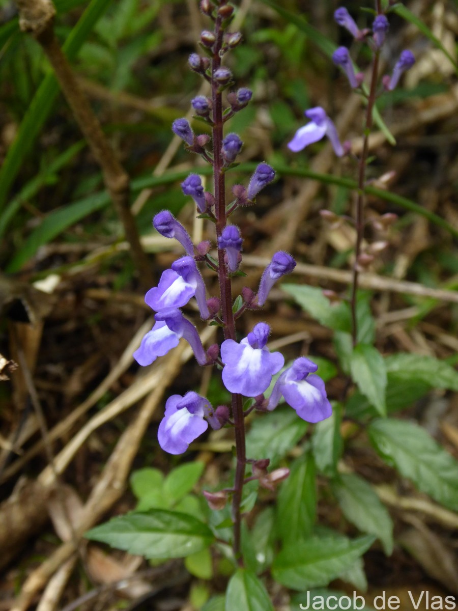 Scutellaria violacea var. violacea Heyne ex Benth.